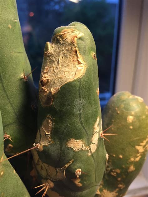 diagnosis - What is this white crust forming on my cactus during the growing months? - Gardening ...