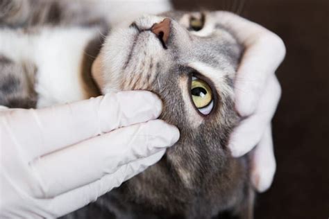 Stomatitis in Cats | Great Pet Care