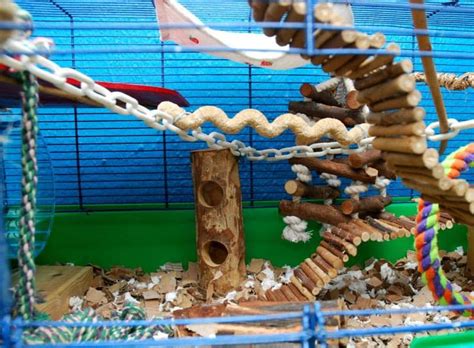 Tips for Setting Up a Cage for Pet Mice: From Bedding to Supplies ...