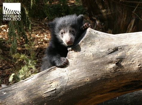 Woodland Park Zoo Blog: New sloth bear undergoes quarantine exam