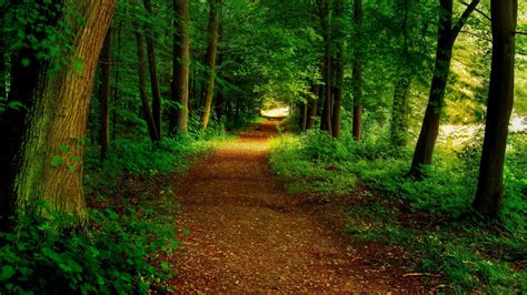 Forest Path Wallpaper (55+ images)