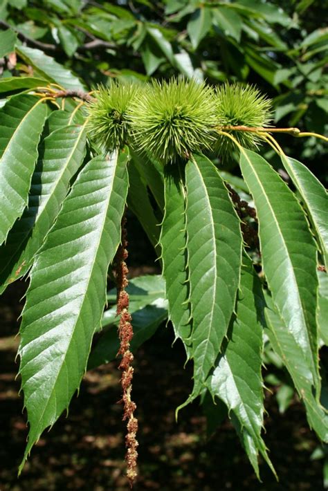 Chestnuts - CooksInfo