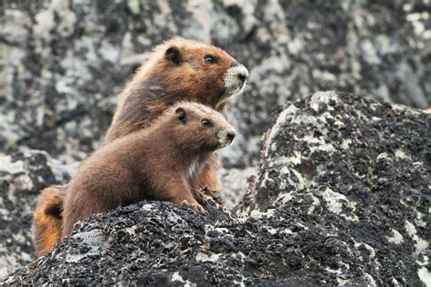 Endangered Vancouver Island Marmots Are Making a Comeback | WIRED