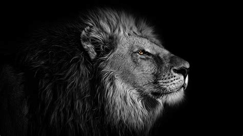 Lion Wallpaper 4K, African, Black background, 5K