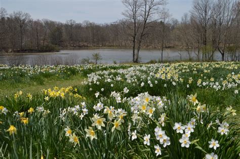 Daffodil Meadow Archives - Youngstown Live