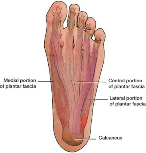 Plantar Fascia Anatomy