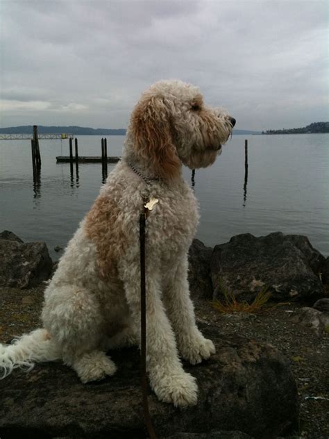 Labradoodle | labradoodles | Pinterest