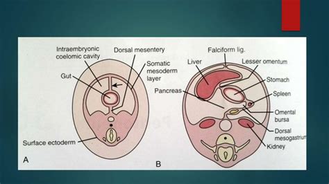 Peritoneum Anatomy and pathology part 1