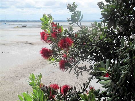 Shoot and Eat: Pohutakawa ( The New Zealand Christmas Tree)