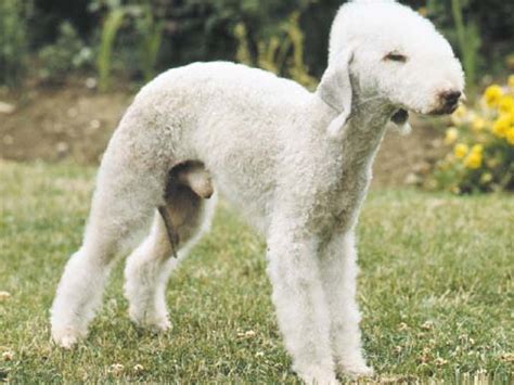 Bedlington Terrier - Puppies, Rescue, Pictures, Information ...