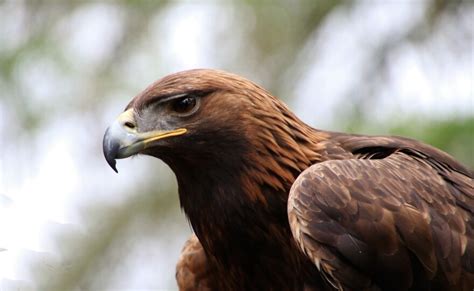 Golden Eagle Migration – Bridger Raptor Fest