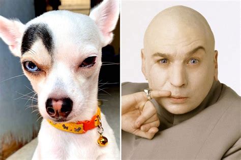 ‘Dr Evil’ dog with ‘raised eyebrow’ like the Austin Powers villain goes viral as Chihuahua is ...