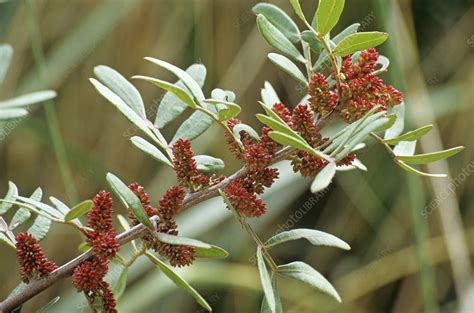 Mastic tree flowers - Stock Image - B760/1313 - Science Photo Library