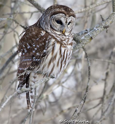 Barred Owl | Scott Martin Photography