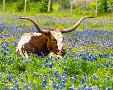 Bluebonnets: Legends and Lore of the Texas State Flower | LaptrinhX / News