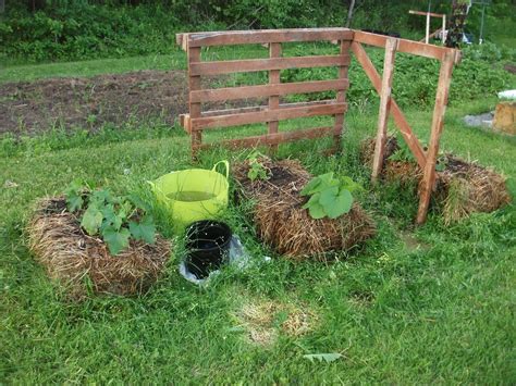 Cold Hands Warm Earth: Hay Bale Gardening