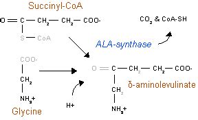 Aminolevulinic acid synthase - wikidoc