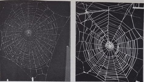 Spider-Web BuildingReprinted from Science - Dr. Peter N Witt