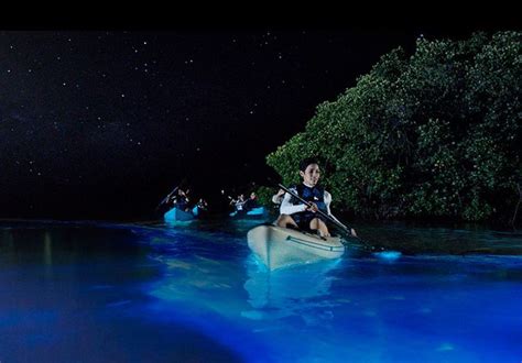 Bioluminescent Bay Grand Cayman Tours - Experience the Bio Bay | Bioluminescent bay ...