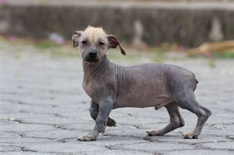 10 Rare Hairless Dog Breeds (All Hairless Dogs)