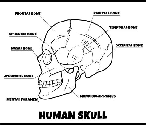 human skull bones anatomy diagram illustration 9830800 Vector Art at Vecteezy