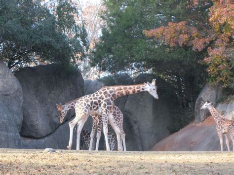 asheboro zoo | Asheboro zoo, Zoo, Animals