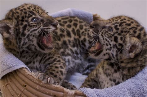 A pair of 19-day-old jaguar cubs is pictured at the Milwaukee County Zoo in Wisconsin Baby Zoo ...