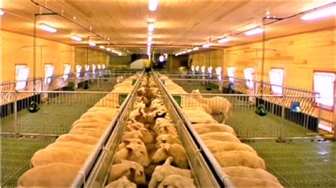 Amazing Modern Farming Technology: Sheep Farming, livestock, feeding ...