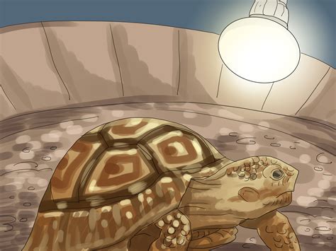 How to Care for a Tortoise (with Pictures) - wikiHow