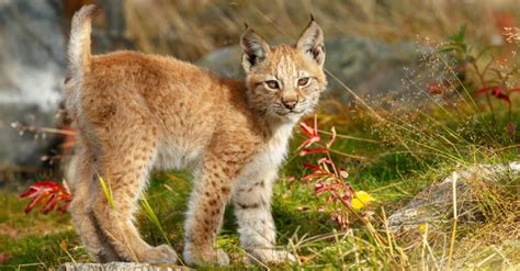 What’s a Baby Lynx Called + 4 More Amazing Facts! - A-Z Animals