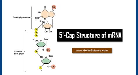 Cap Structure in mRNA: Basics Structure and its function