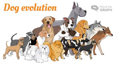 Dog evolution: A scientific infographic of our best friend - Mind the Graph Blog