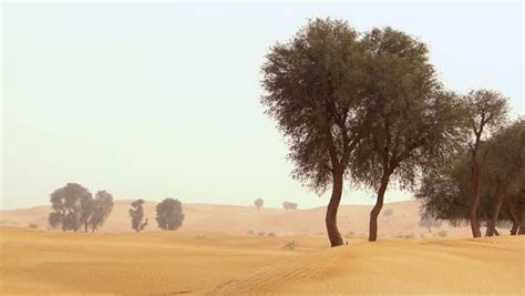 A Static Shot Of A Group Of Ghaf Trees In The Desert In Dubai In The United Arab Emirates. Stock ...