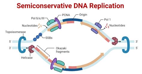 Semiconservative DNA Replication in Prokaryotes and Eukaryotes