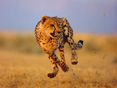 Animals Plannet: cheetahs running