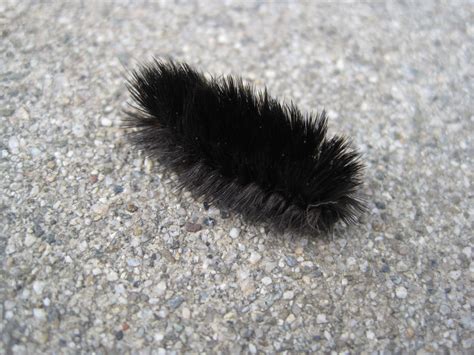 Fuzzy black caterpillar by Elleiancole on DeviantArt