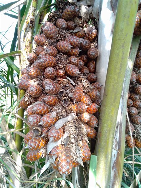 Raphia Hookeri ivory Coast Raffia Palm 5 Fresh Fruits for | Etsy UK