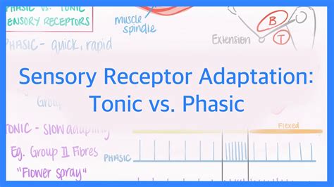 Do All Sensory Receptors Adapt? Trust The Answer - Musicbykatie.com