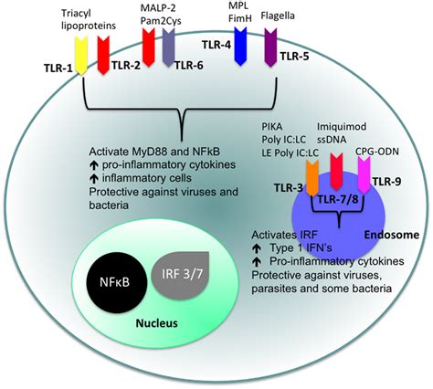 Frontiers | TLR Agonists as Modulators of the Innate Immune Response and Their Potential as ...