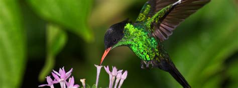 Meet the Streamertail, the 'Most Beautiful Bird in Jamaica’