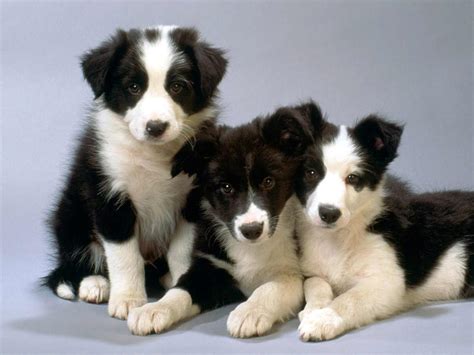 Border Collie Dog Breed » Information, Pictures, & More