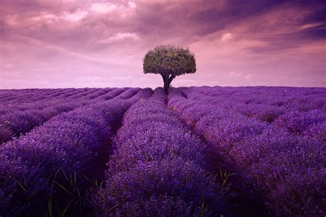 Lavender Tree Fineart - Free photo on Pixabay