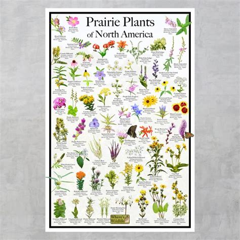 Prairie Plants & Wildflowers of North America Flower Identification Poster