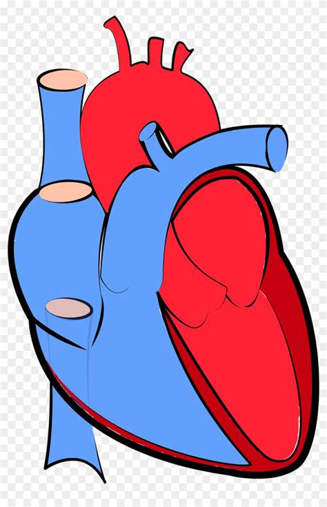 Human Heart Blood Flow Oxygenated And Deoxygenated - Human Heart Blue And Red - Free Transparent ...