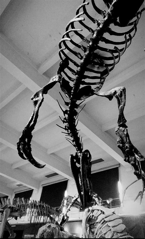 Took this at my favorite museum in Buenos Aires : Dinosaurs