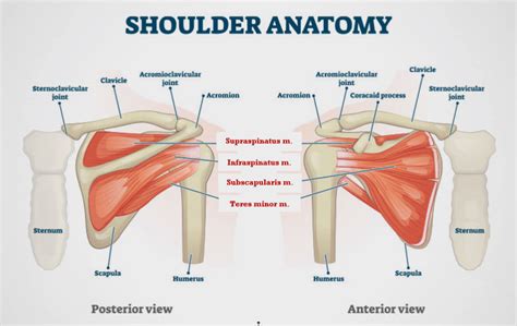 Anatomy of the Shoulder – Edmonton Bone & Joint Centre