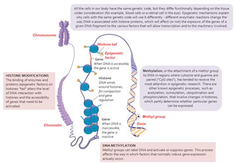 Epigenetics: the genome and its environment - Encyclopedia of the Environment