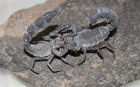 How do scorpions reproduce? Scorpion reproduction facts - The Spider Blog