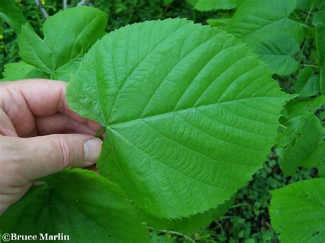 American Basswood or Linden - Tilia americana L. - North American ...