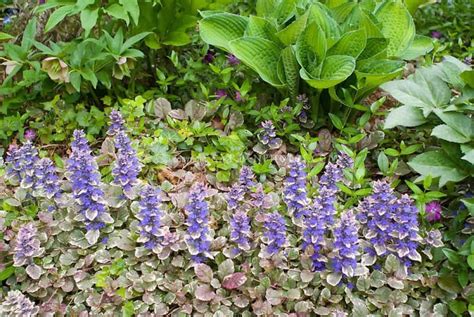 Low Ajuga Ground Cover Plants | Ground cover plants, Flower stock ...